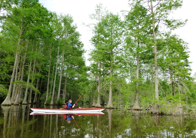 Tom kayaking with Greenland paddle with cypress trees in the background