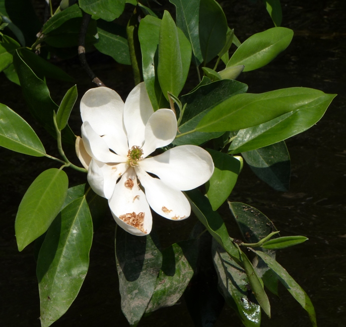 Magnolia flower