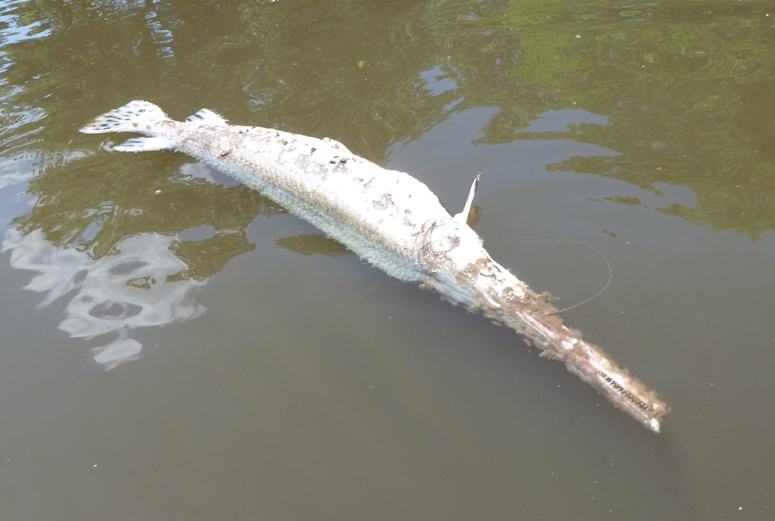Dead gar fish floating in the water