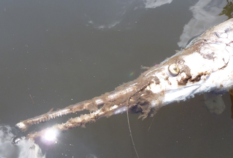 Close-up showing teeth