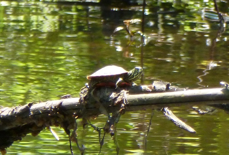 Small turtle on branch over water