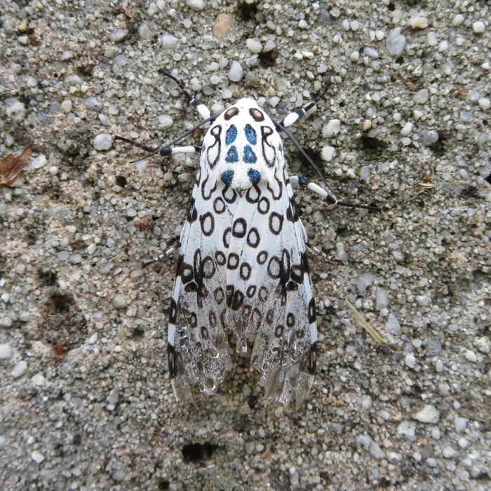 View from above