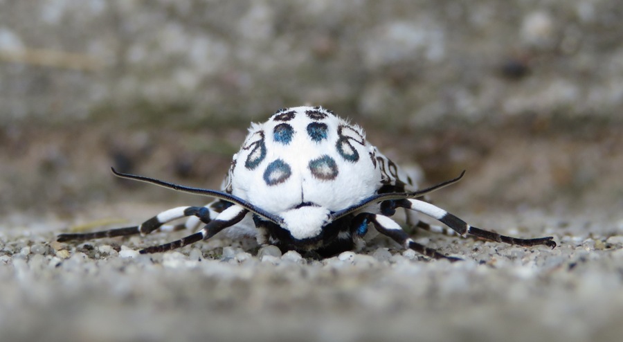 Head on view