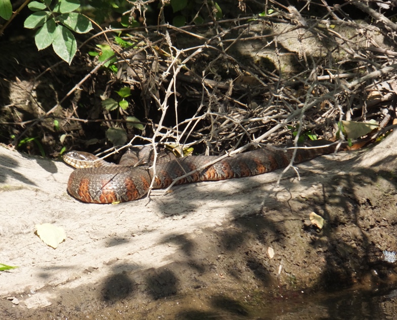 Northern water snake sunning itself on a log