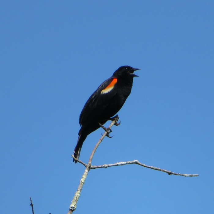 Red-winged blackbird