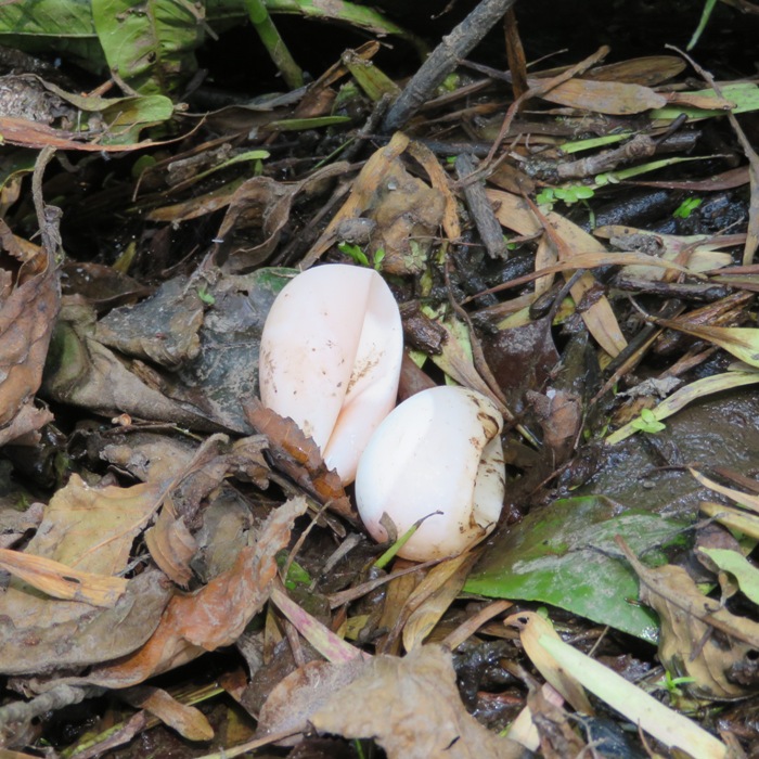 Two imploded turtle eggs