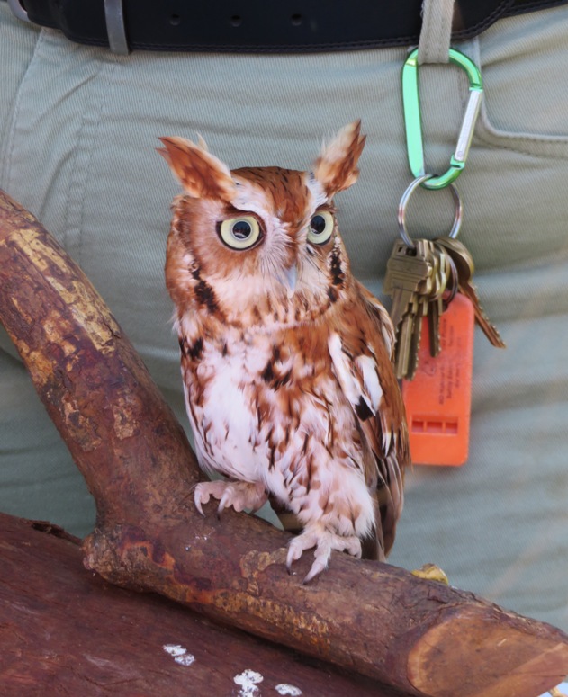 Screech owl on branch