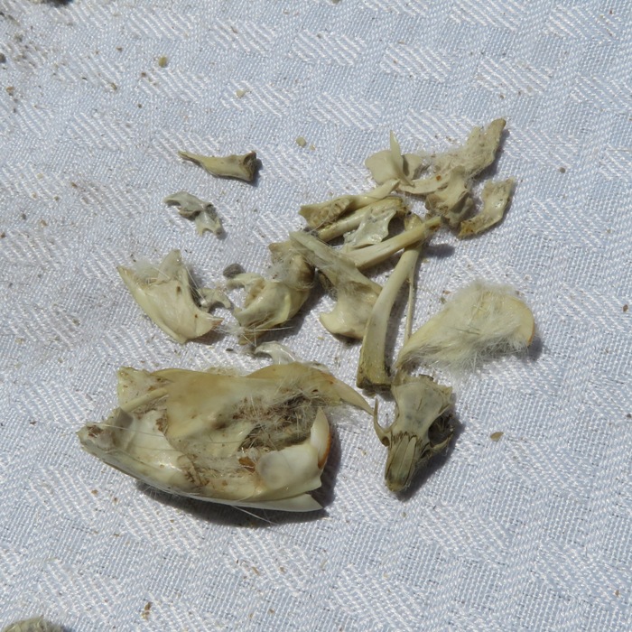 Dissected owl pellet