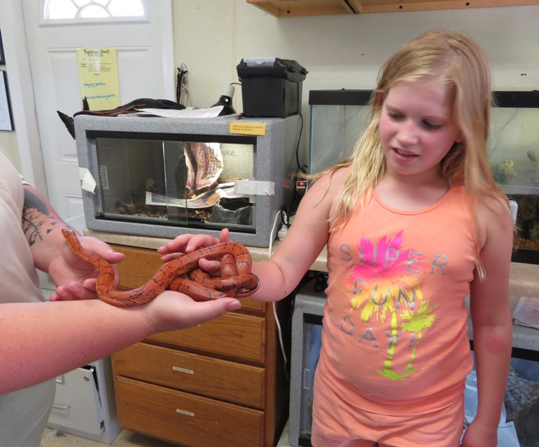 Blonde girl touching corn snake