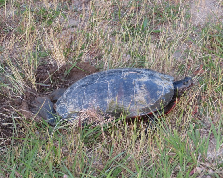 Turtle burying its eggs