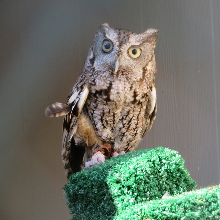 Screech owl