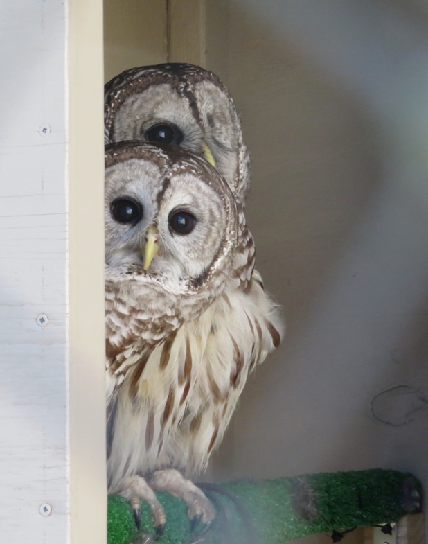 Barred owls