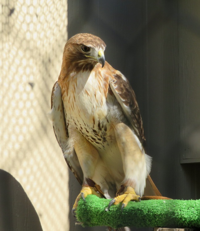 Red-tailed hawk