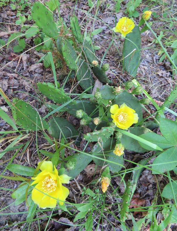 Yellow flowers of prickly pear cactus