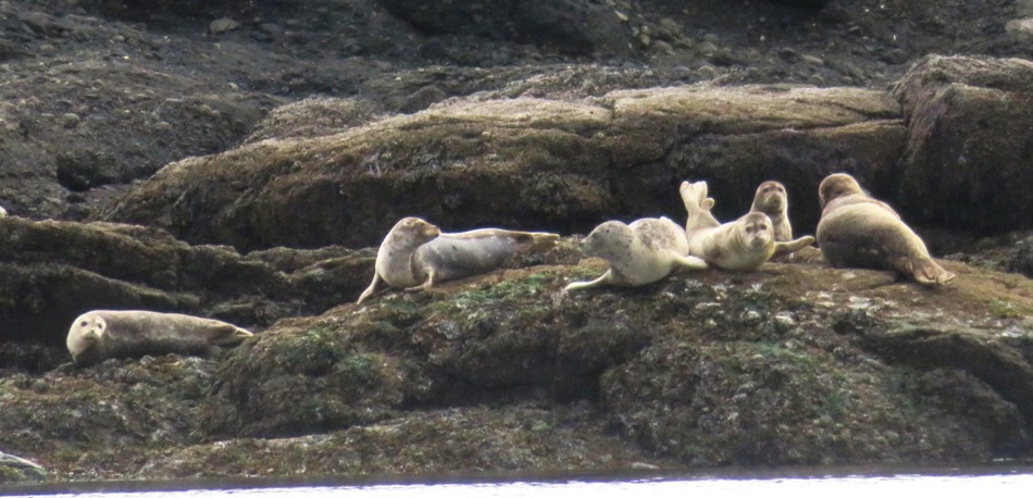Several seals with one lifting its head and tail
