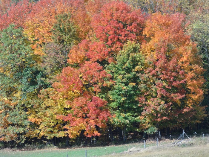Fall colors in trees