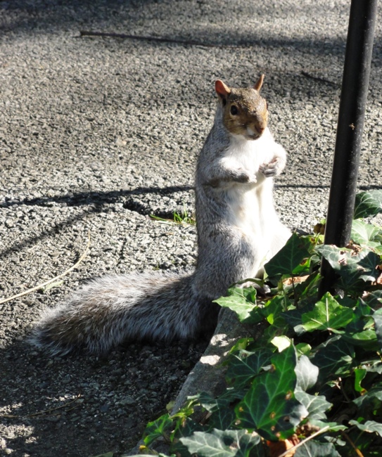 A curious squirrel looking for a handout