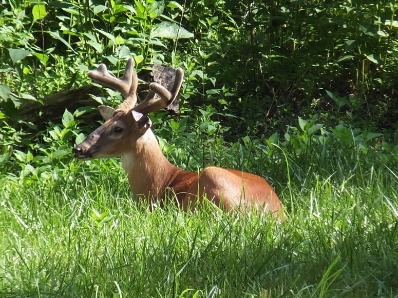 Side view of head of deer