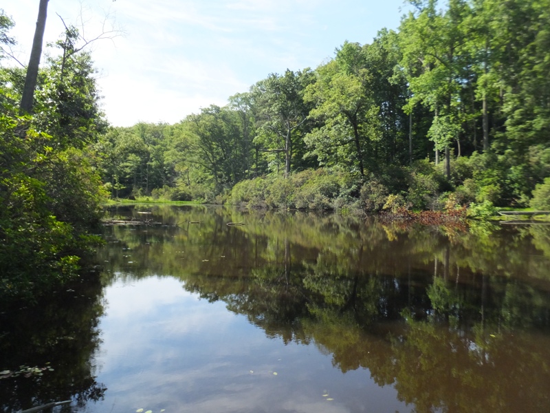 Peaceful pond lined with trees