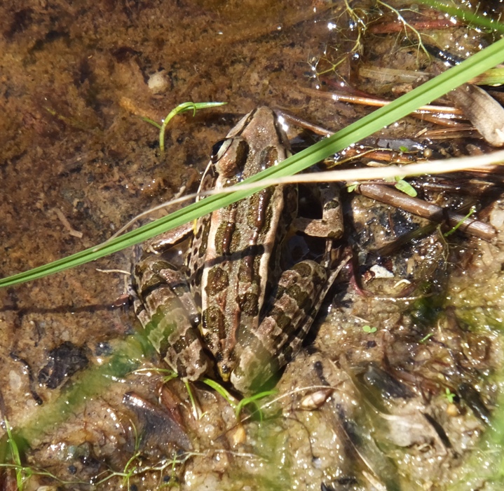 Spotted frog
