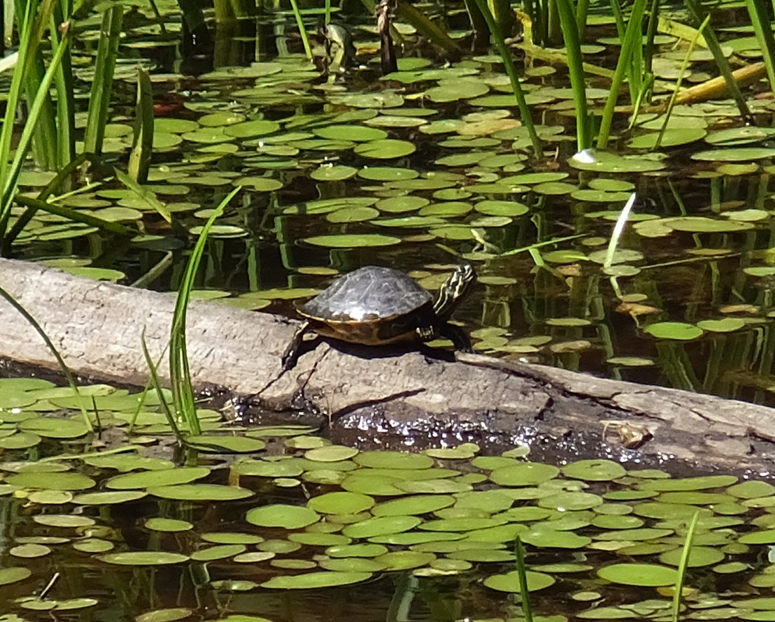 Turtle on log on pond