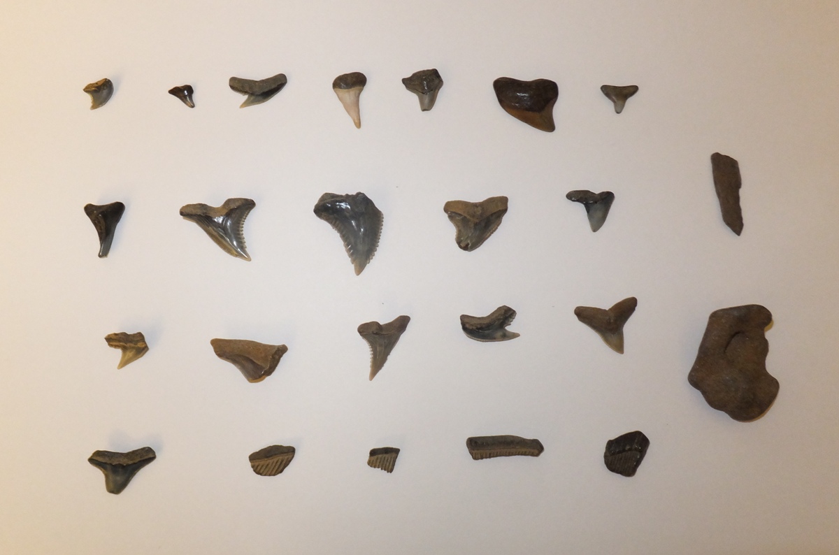 The stuff I found...fossils and something that looks like molten rock