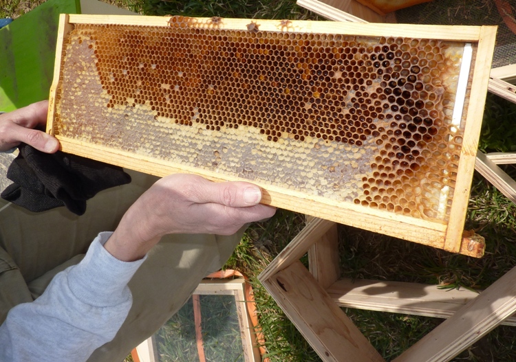 Frame with honey