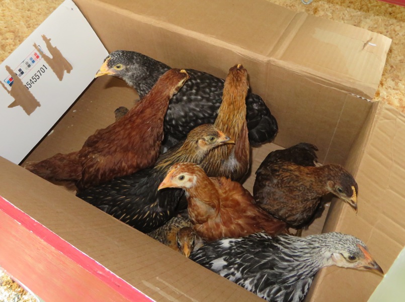 Chickens in a box for transport