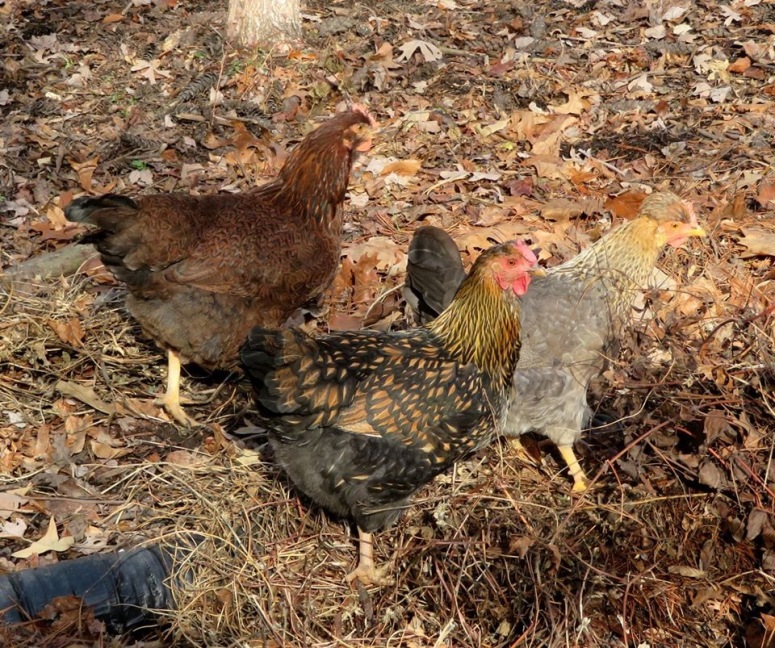 The girls on the hunt