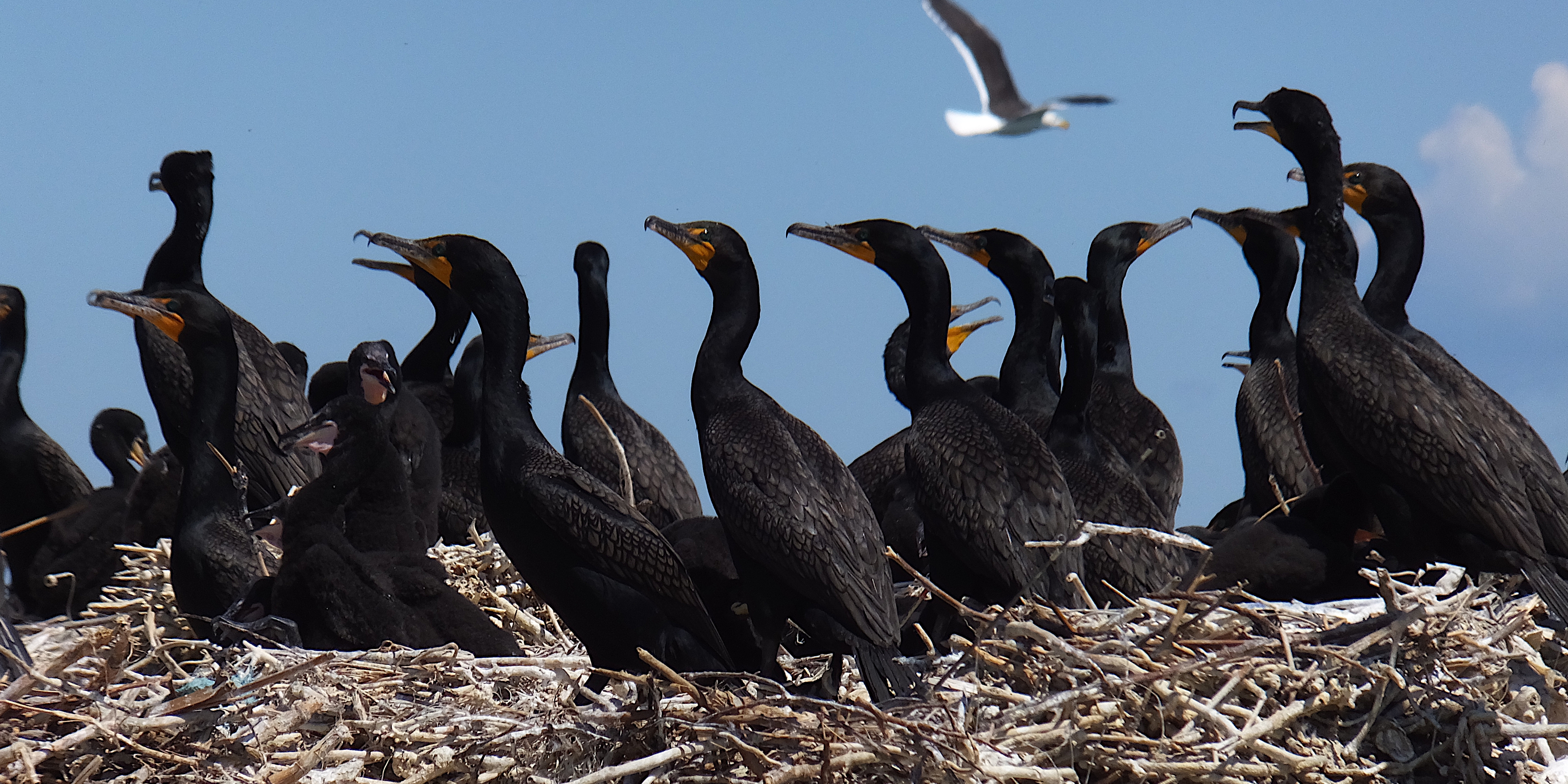 Cormorants at Bodkin Island