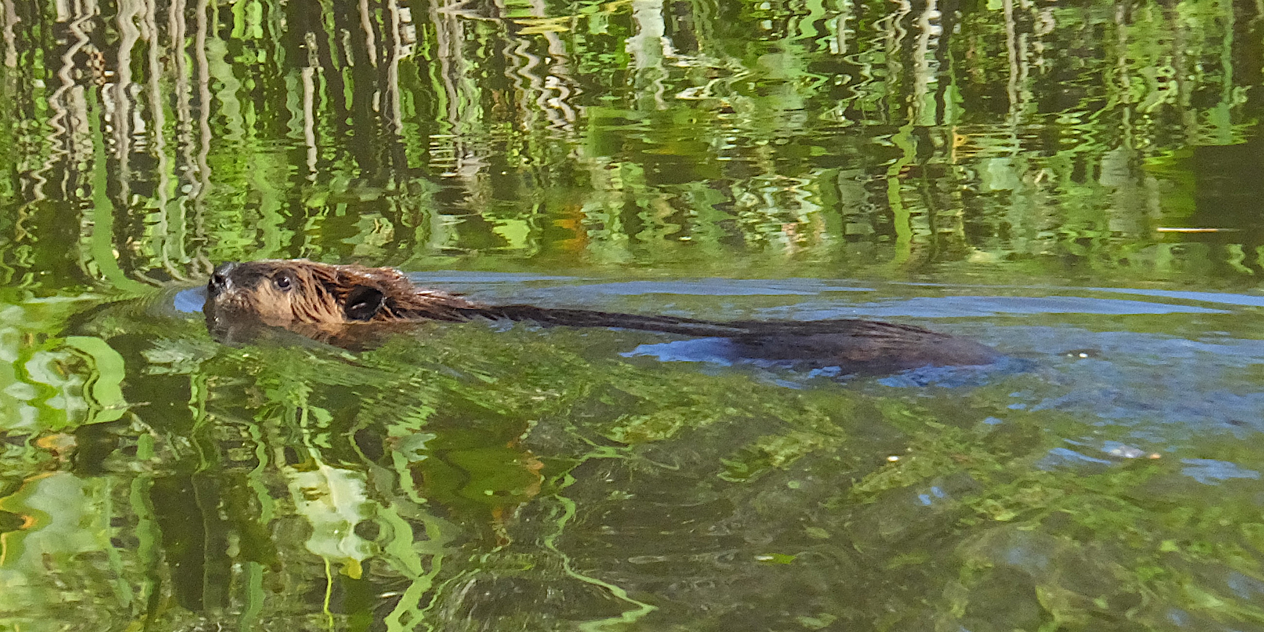 Beaver swimming