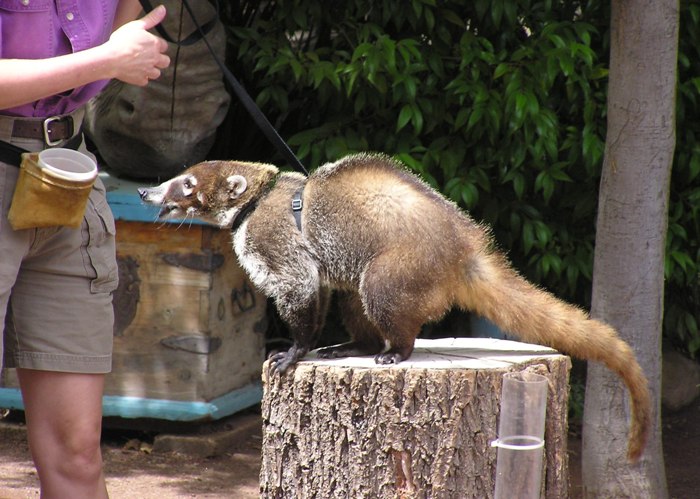 Four-legged mammal with pointy nose, about as tall as a medium-sized dog