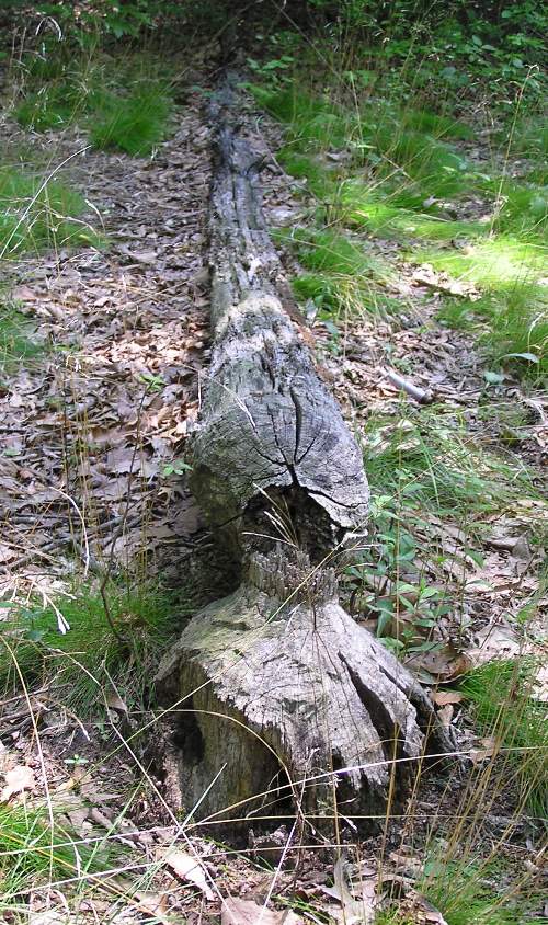 Fallen tree cut by beaver