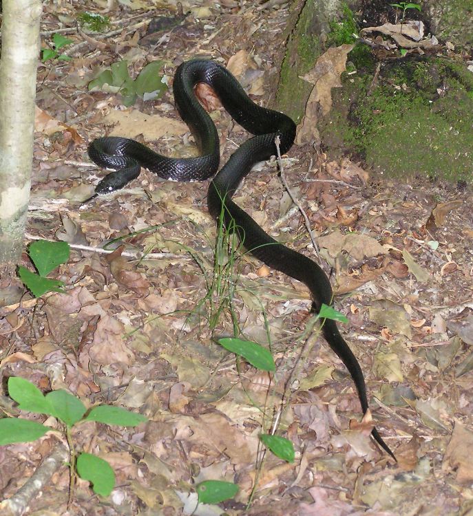 Black rat snake with tongue sticking out