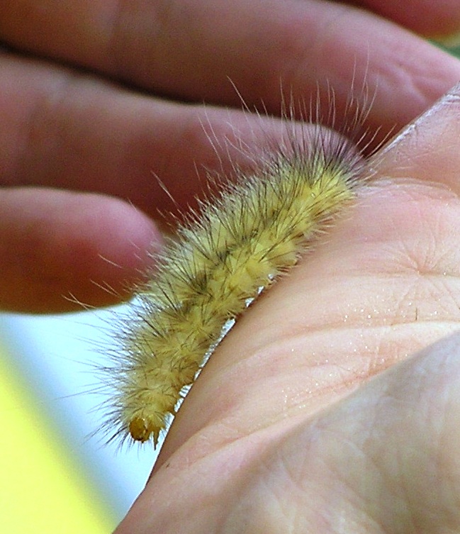 Fuzzy yellow caterpillar on my hand