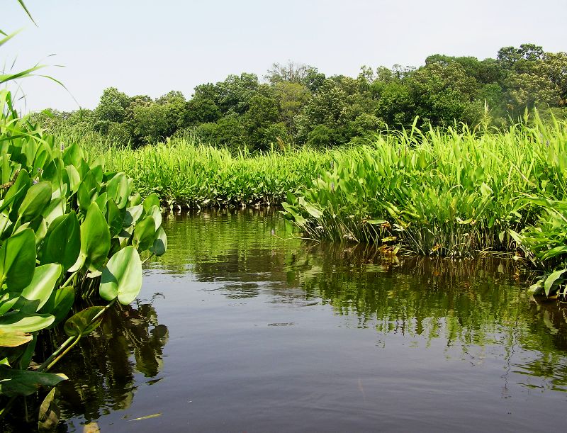 Scenic Chapel Branch