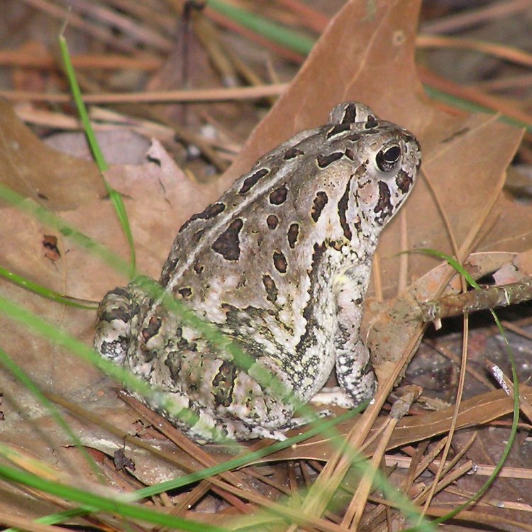 Woodhouse's Toad