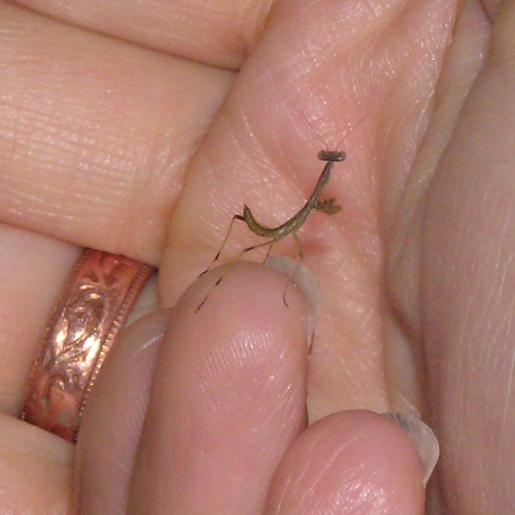 One-inch tall mantis in Norma's hand