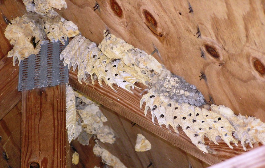 Organ pipe mud dauber nests in ceiling