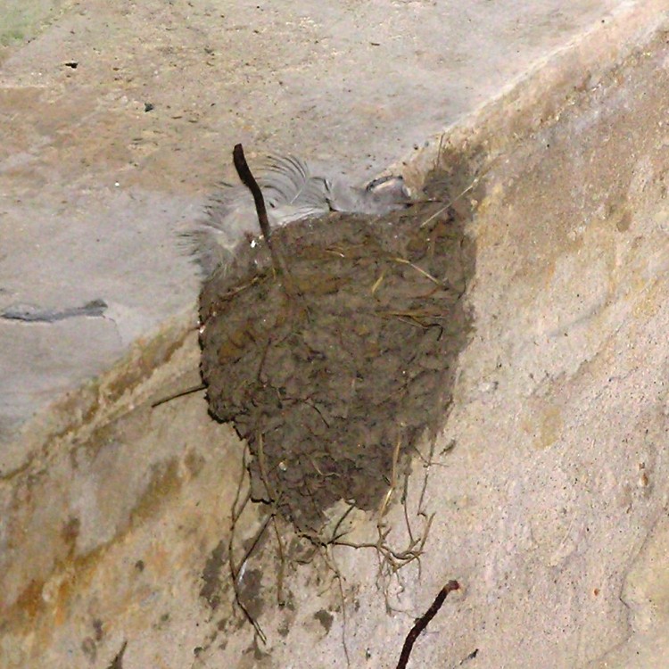 Swallow nest under bridge