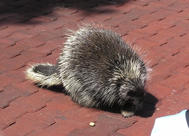 Large porcupine on the ground