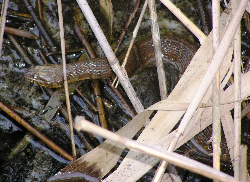 Northern water snake