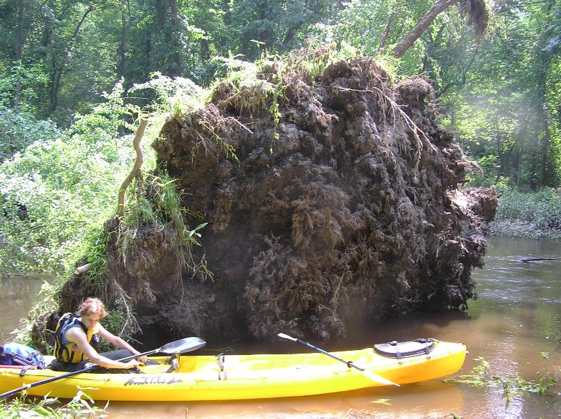 Norma in kayak next to fallen tree root ball