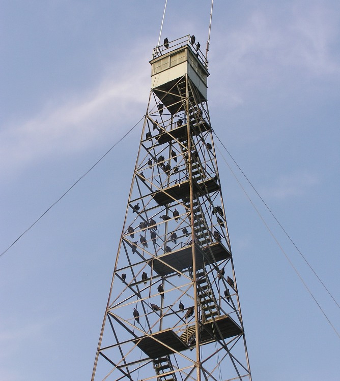 Observation tower covered in vultures