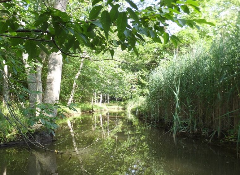 Narrow part of Alexander Branch