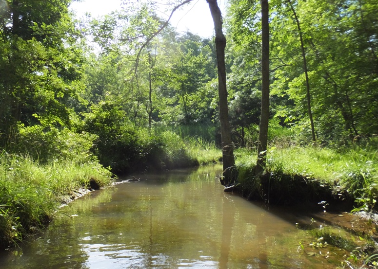 A natural section of Alexander Branch