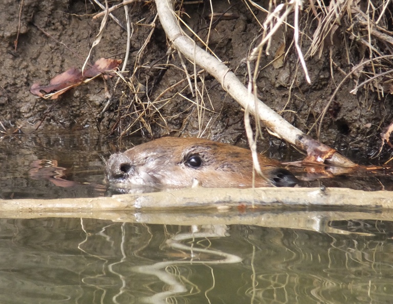 Close-up view of beaver