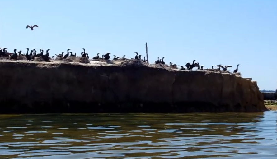 Cormorant activity and noise at Bodkin Island