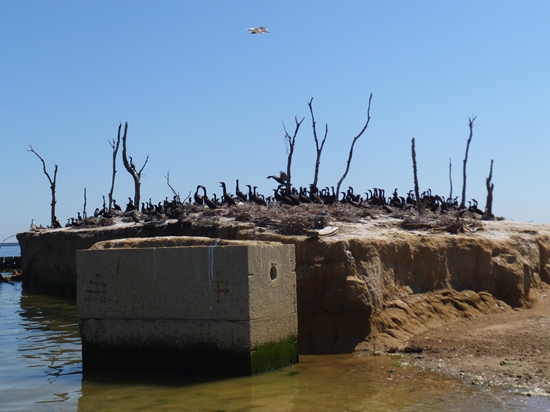 Concrete box in front of narrow side of the island with cormorants behind