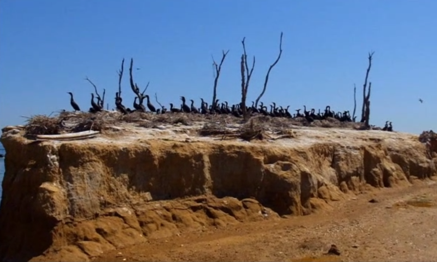 Cormorant activity and noise at Bodkin Island